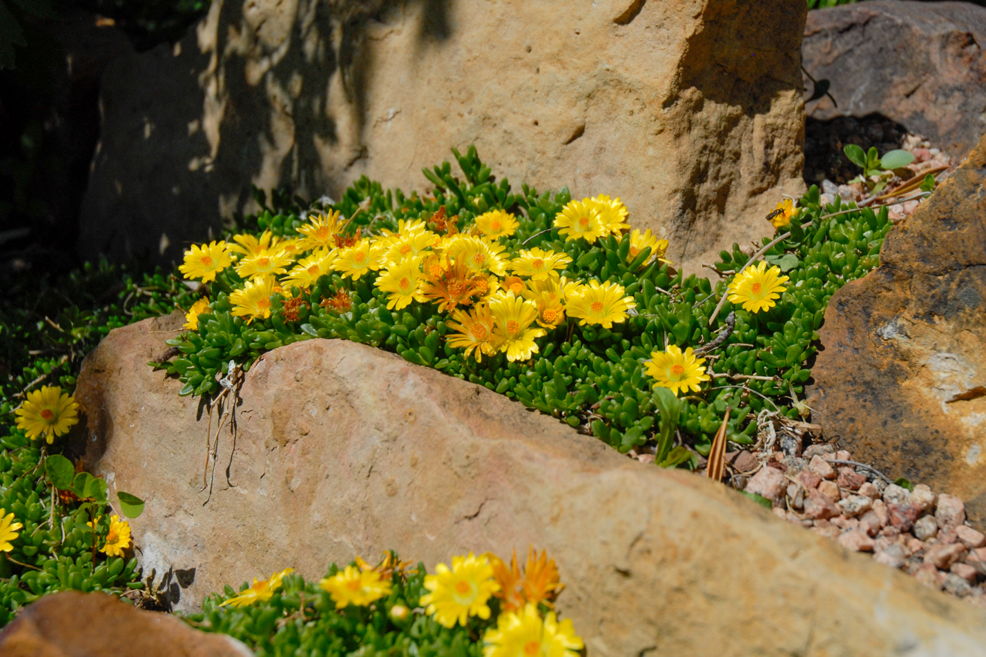 Compact Yellow Iceplant
